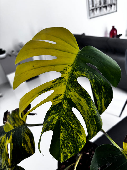 Monstera Aurea Variegata - Sur Mesure