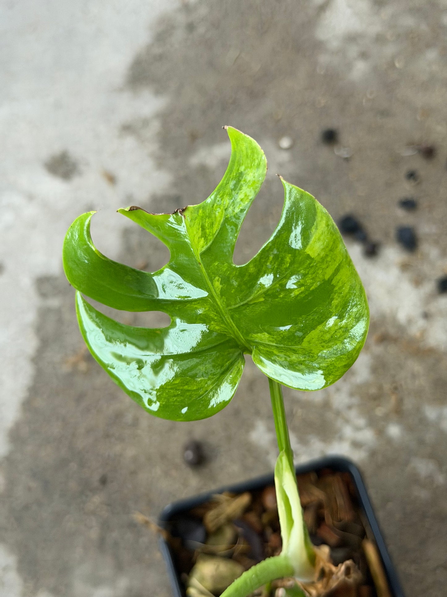 Monstera Green on Green