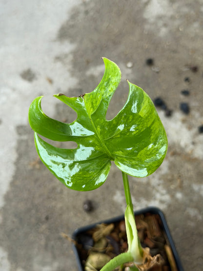 Monstera Green on Green