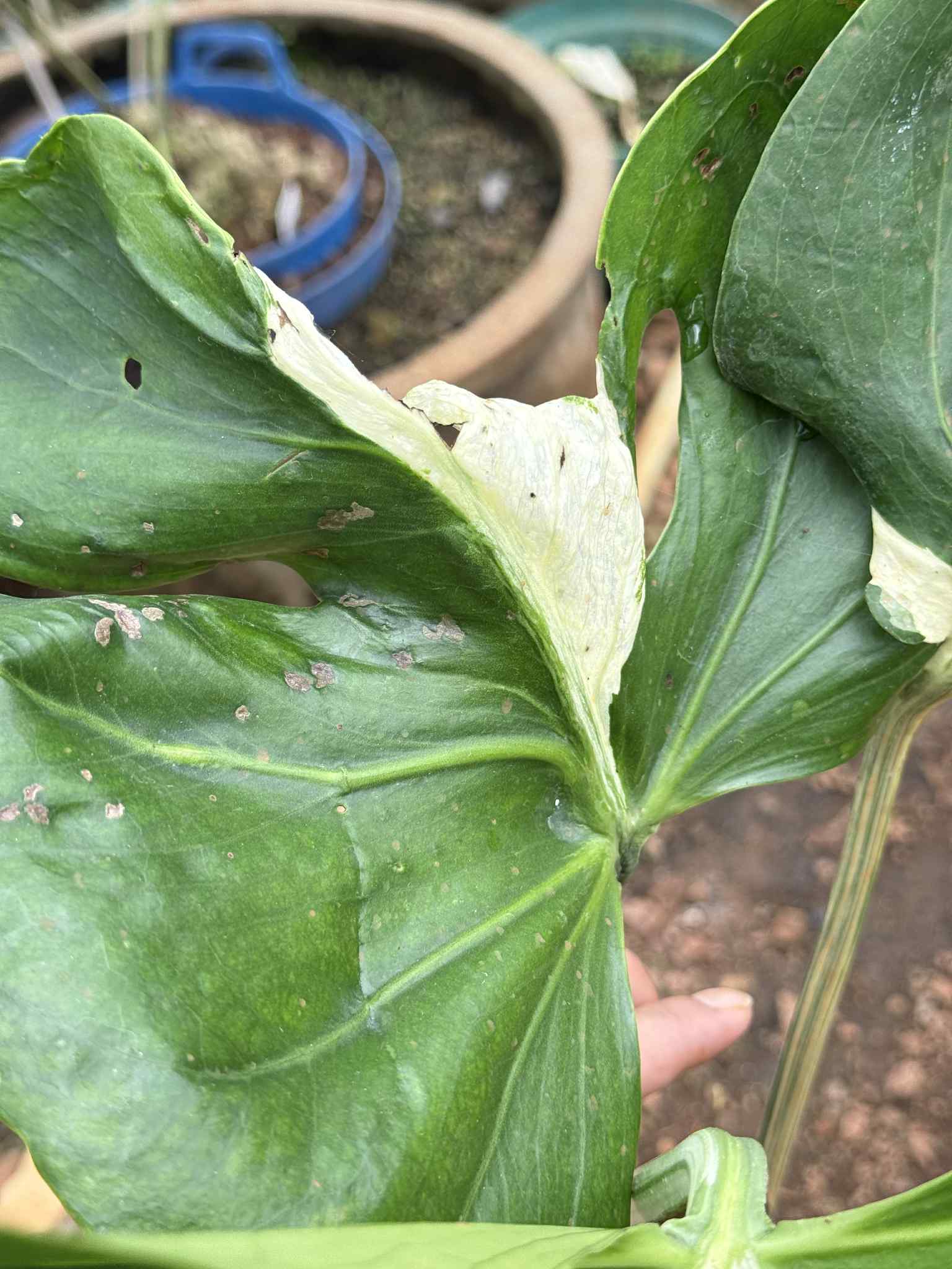 monstera plant white spots Monstera Concorta Albo Variegata – Rare Variegated Tropical Plant – Green and White Plants
