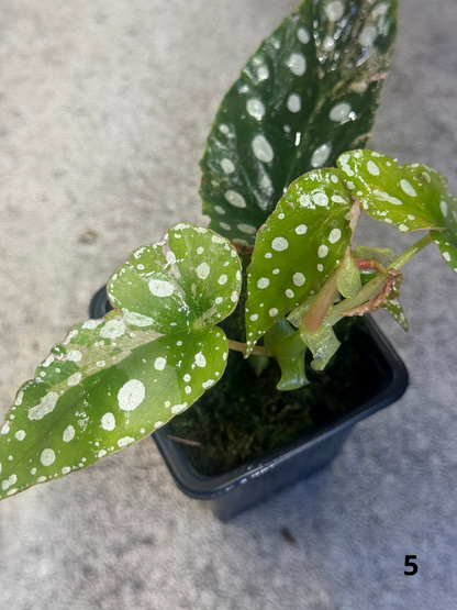 Bégonia Maculata Pink Variegata