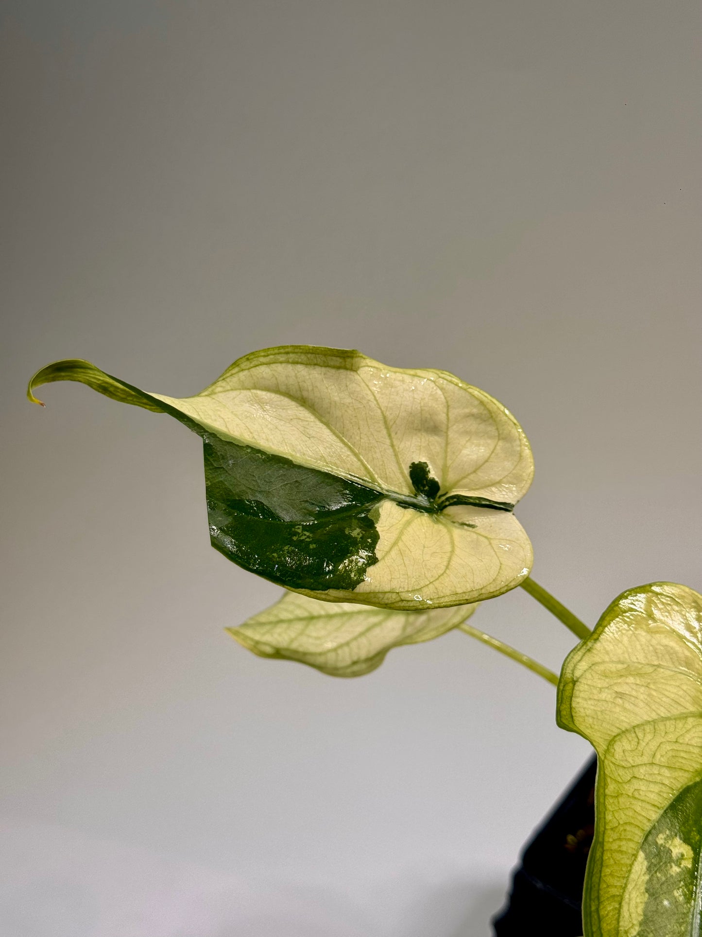 Alocasia Cuculatta « Wagyu » Mint