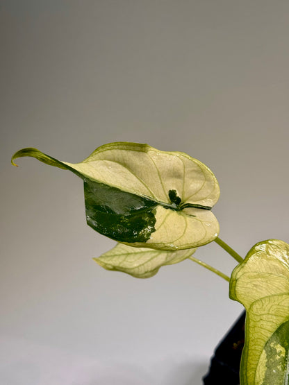 Alocasia Cuculatta « Wagyu » Mint