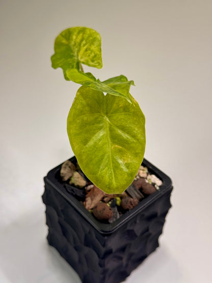 Alocasia Macrorrhizos Aracea Sp. Borneo Aurea