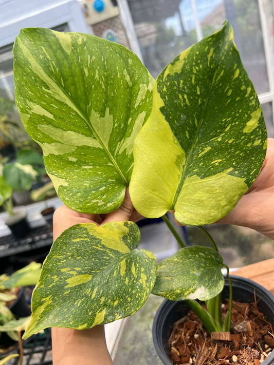 Monstera Electrolight King