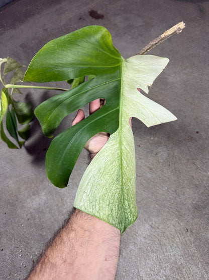 Monstera Jungle Mint