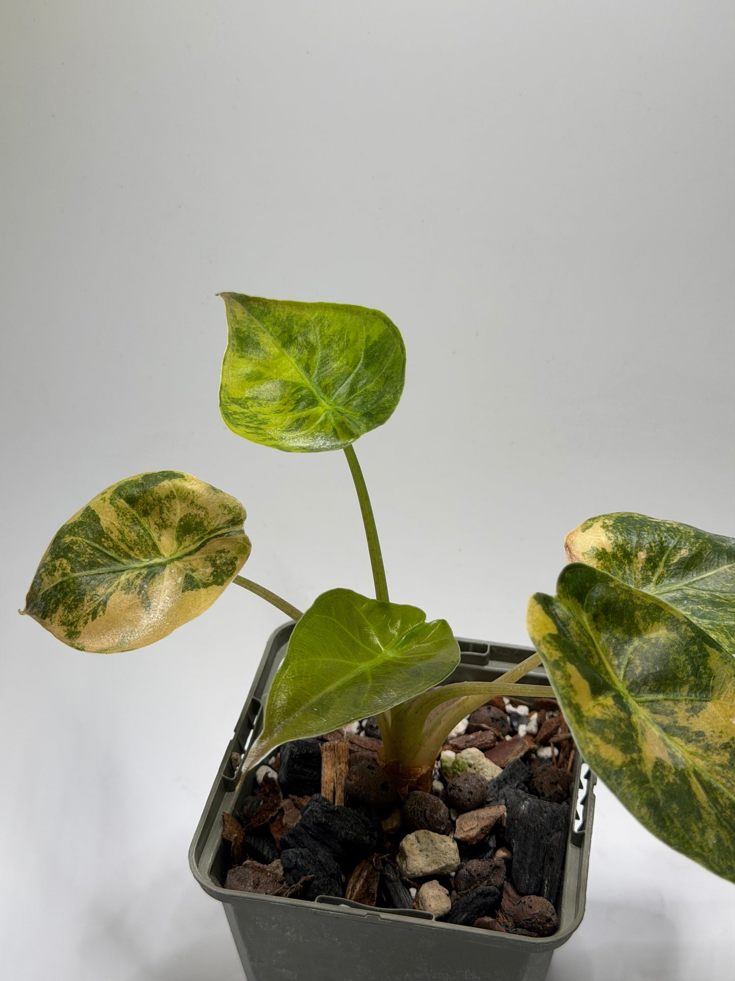 Alocasia Wentii Aurea