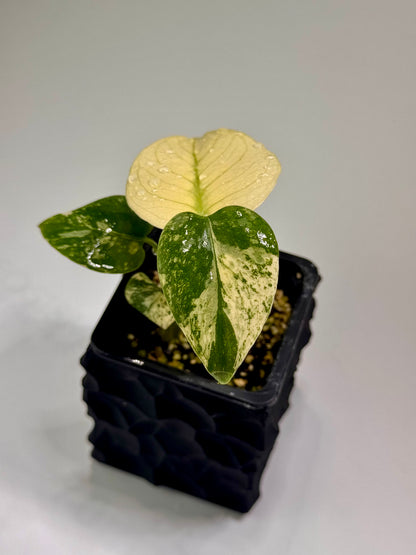 Monstera White Monster TC (Acclimated)