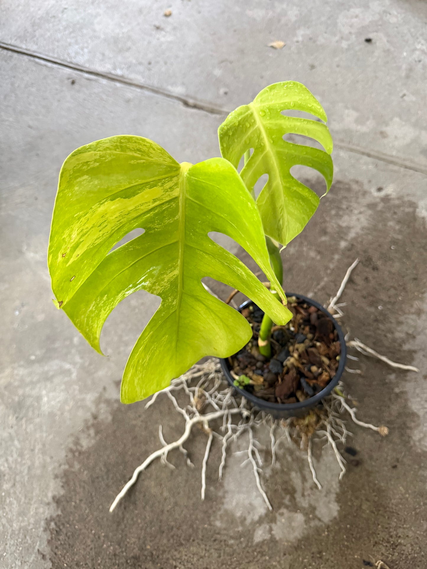 Monstera Borsigiana Aurea