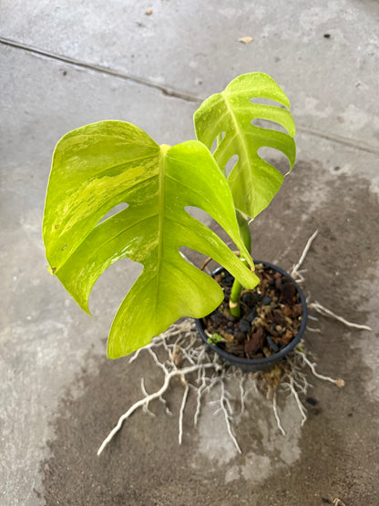 Monstera Borsigiana Aurea