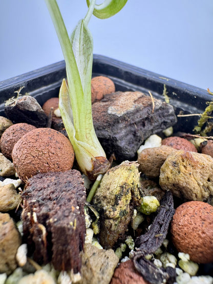 Alocasia Cuculatta « Wagyu » Albo Variegata