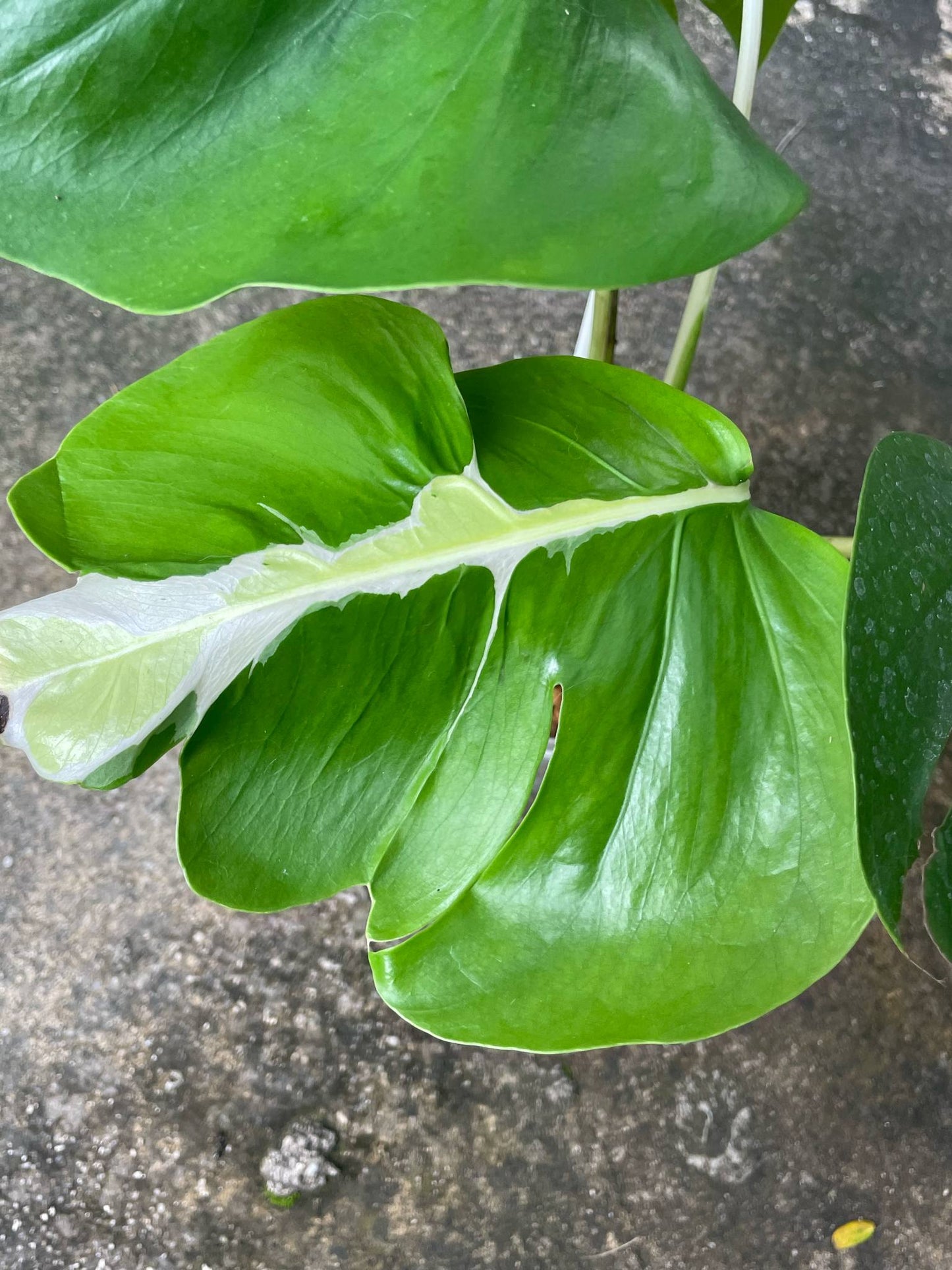 Monstera Deliciosa White Lava - Delivery 15 days