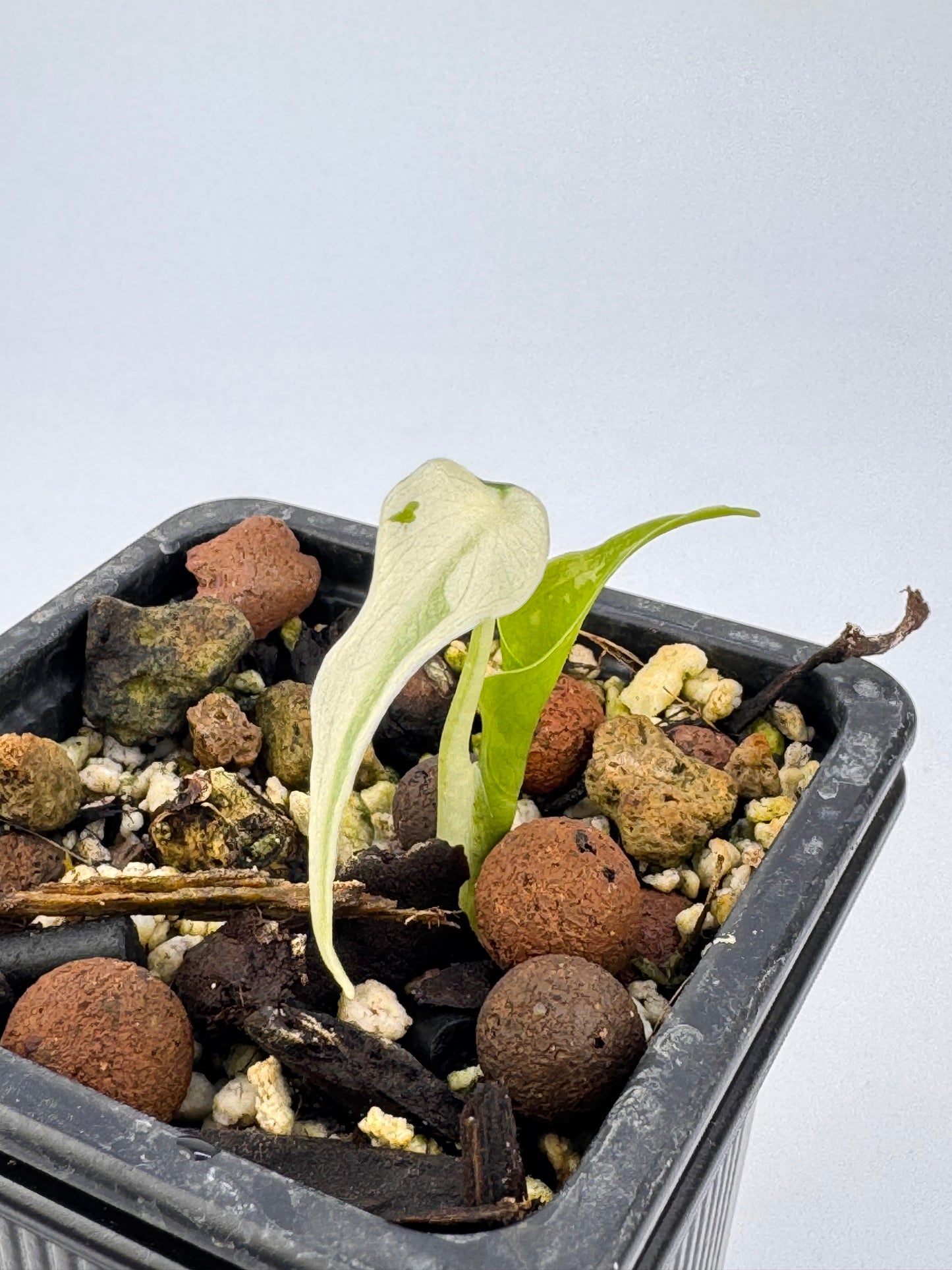 Alocasia Cuculatta « Wagyu » Albo Variegata