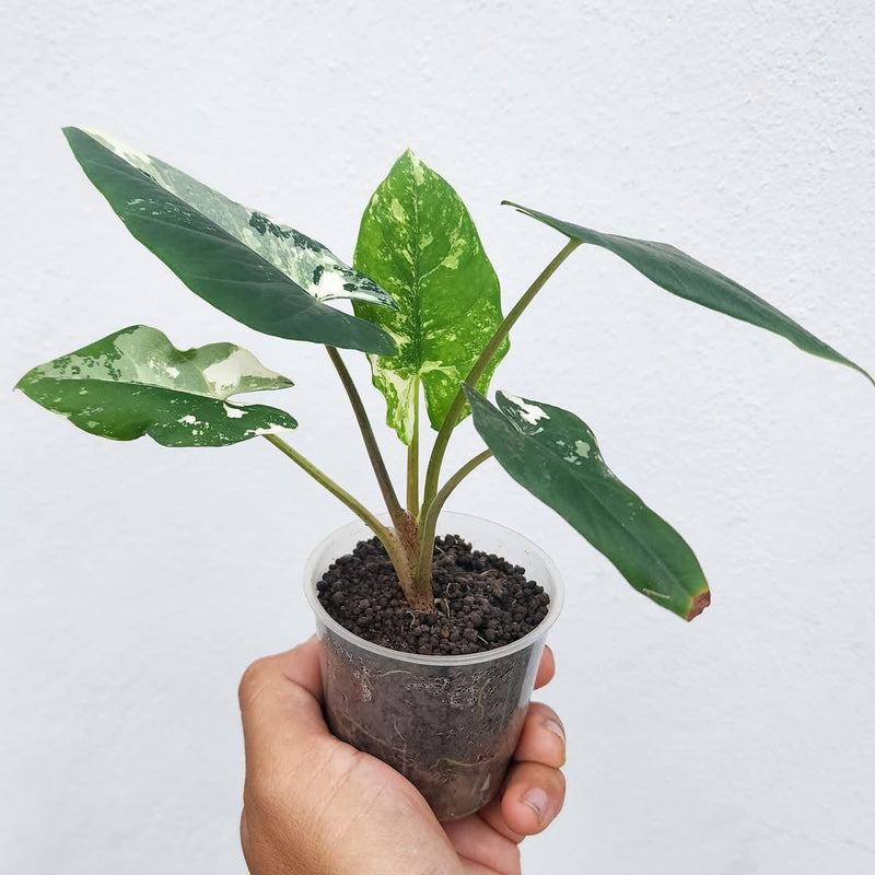 Alocasia Bisma Albo Variegata - Pre-order