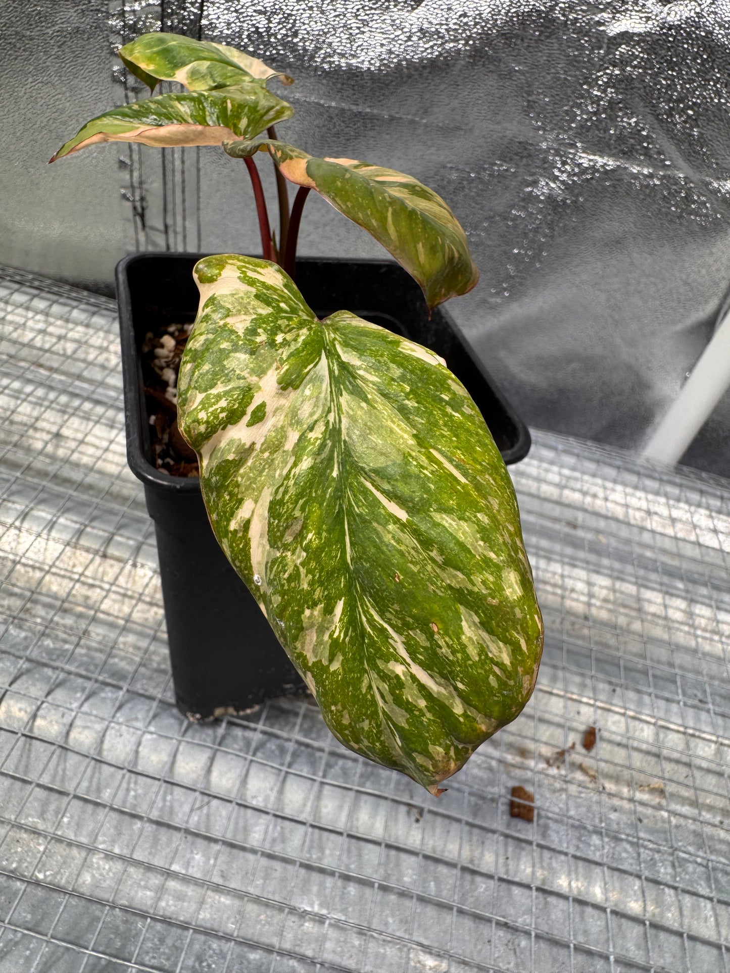 Homalomena Rubescens Pink Mutation Variegata