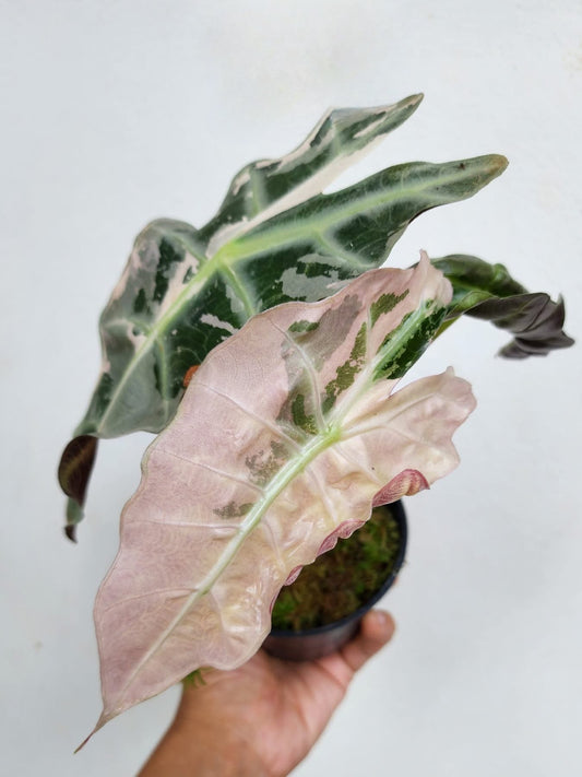 Alocasia Amazonica Albo/Pink Green and White Plants