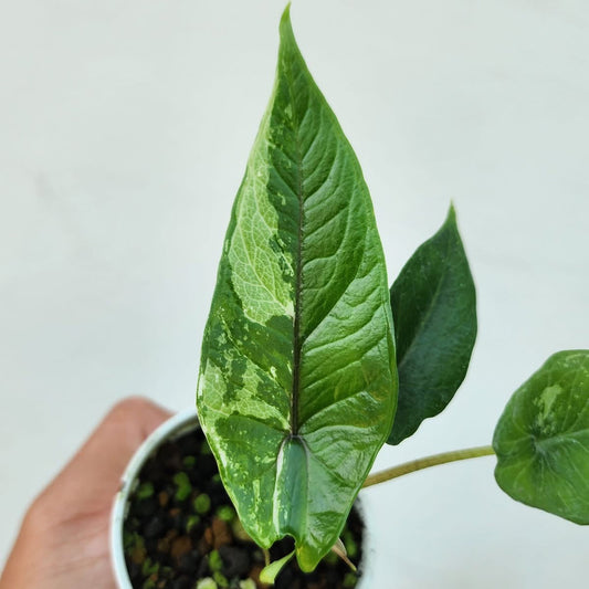 Alocasia Scalprum Albo Variegata - Précommande Green and White Plants