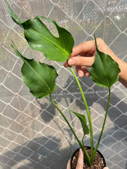 Monstera Unniiae