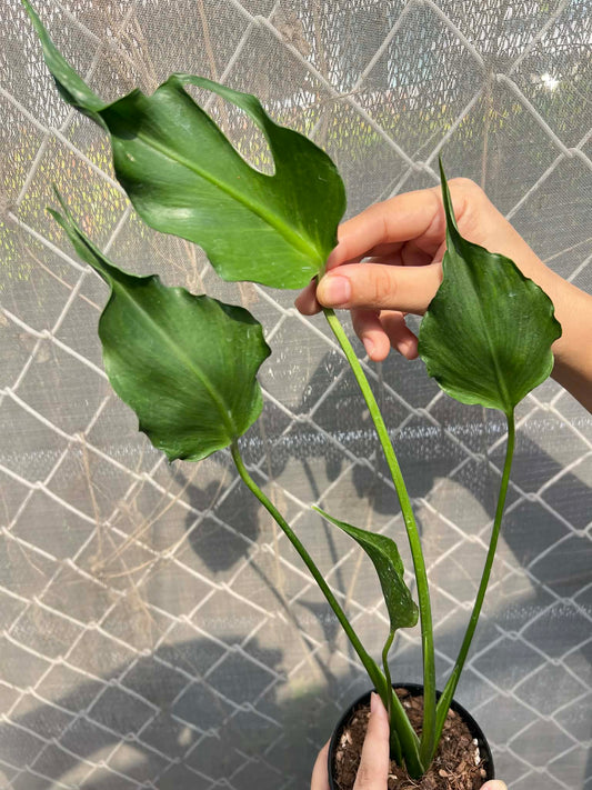 Monstera Unniiae