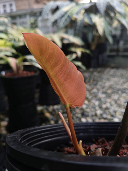 Philodendron Brown Beauty (Florida X BlackBillietiae ) - Livraison 30 jours