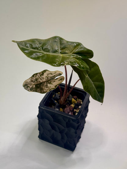 Alocasia Pseudo Sanderiana Pink