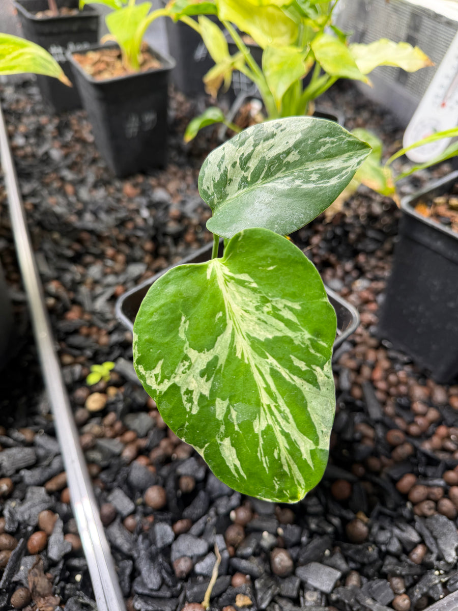 Monstera Bulbasaur