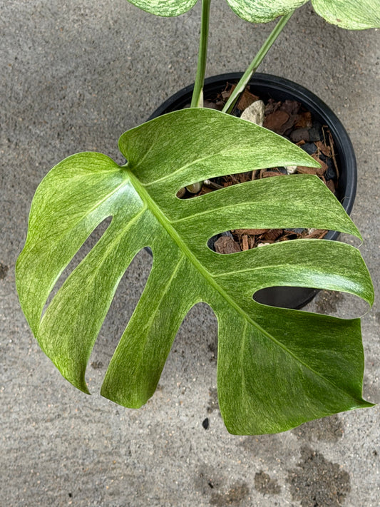 Monstera Full Mint