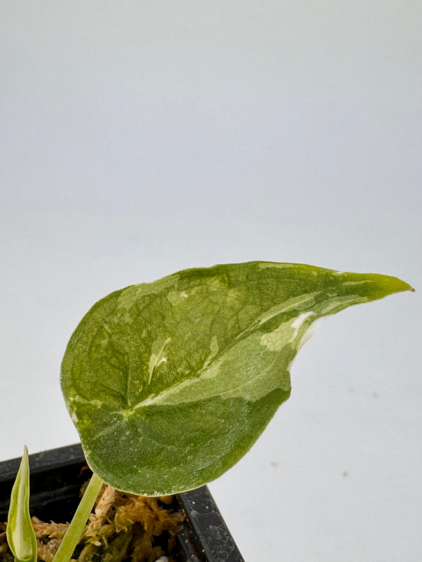 Alocasia Cuculatta « Wagyu » Albo Variegata