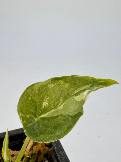 Alocasia Cuculatta « Wagyu » Albo Variegata