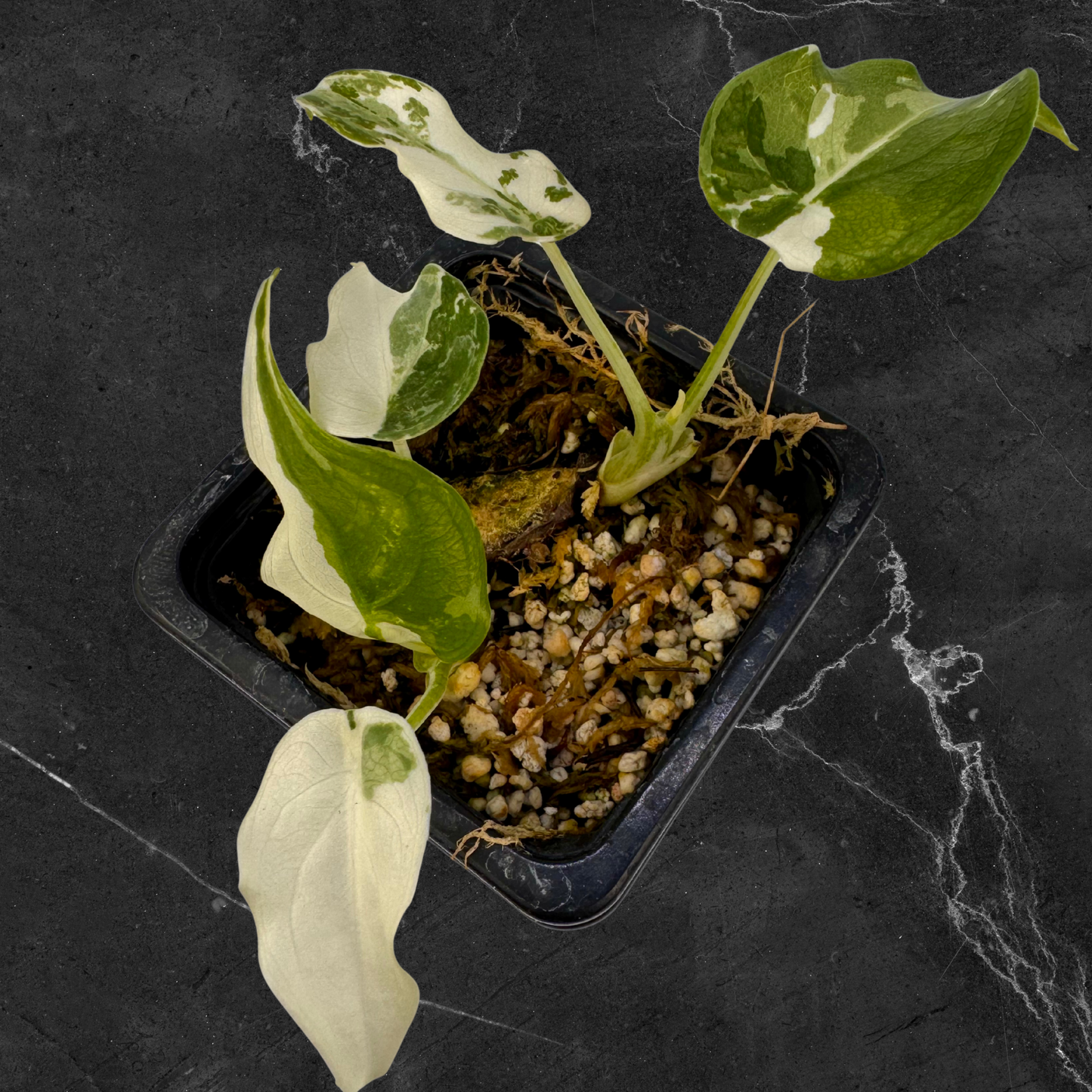 Alocasia Cuculatta « Wagyu » Albo Variegata