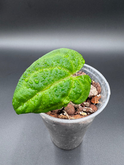 Anthurium Papillaminum x Red Dark Phoenix Green and White Plants