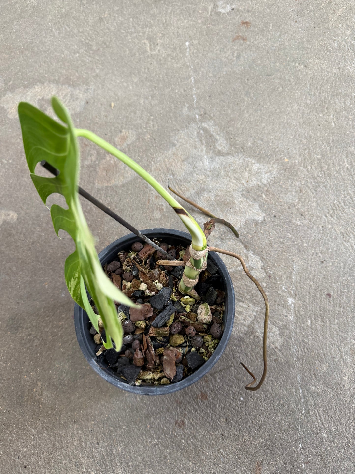 Monstera Jungle Mint