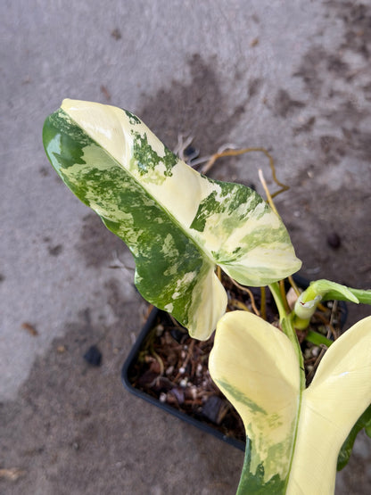 Philodendron Bipennifolium Variegata