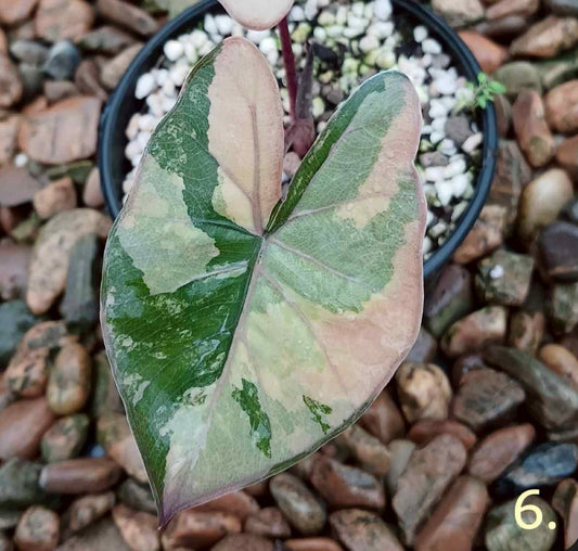 Alocasia  Yucatan Gold Pink (new) / Bambino Albo - Sur Mesure