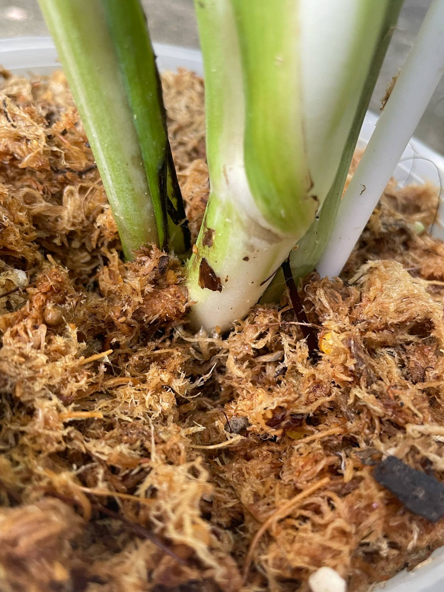 Monstera Deliciosa White Lava - Delivery 15 days