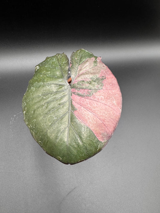 Alocasia Serendipity Pink