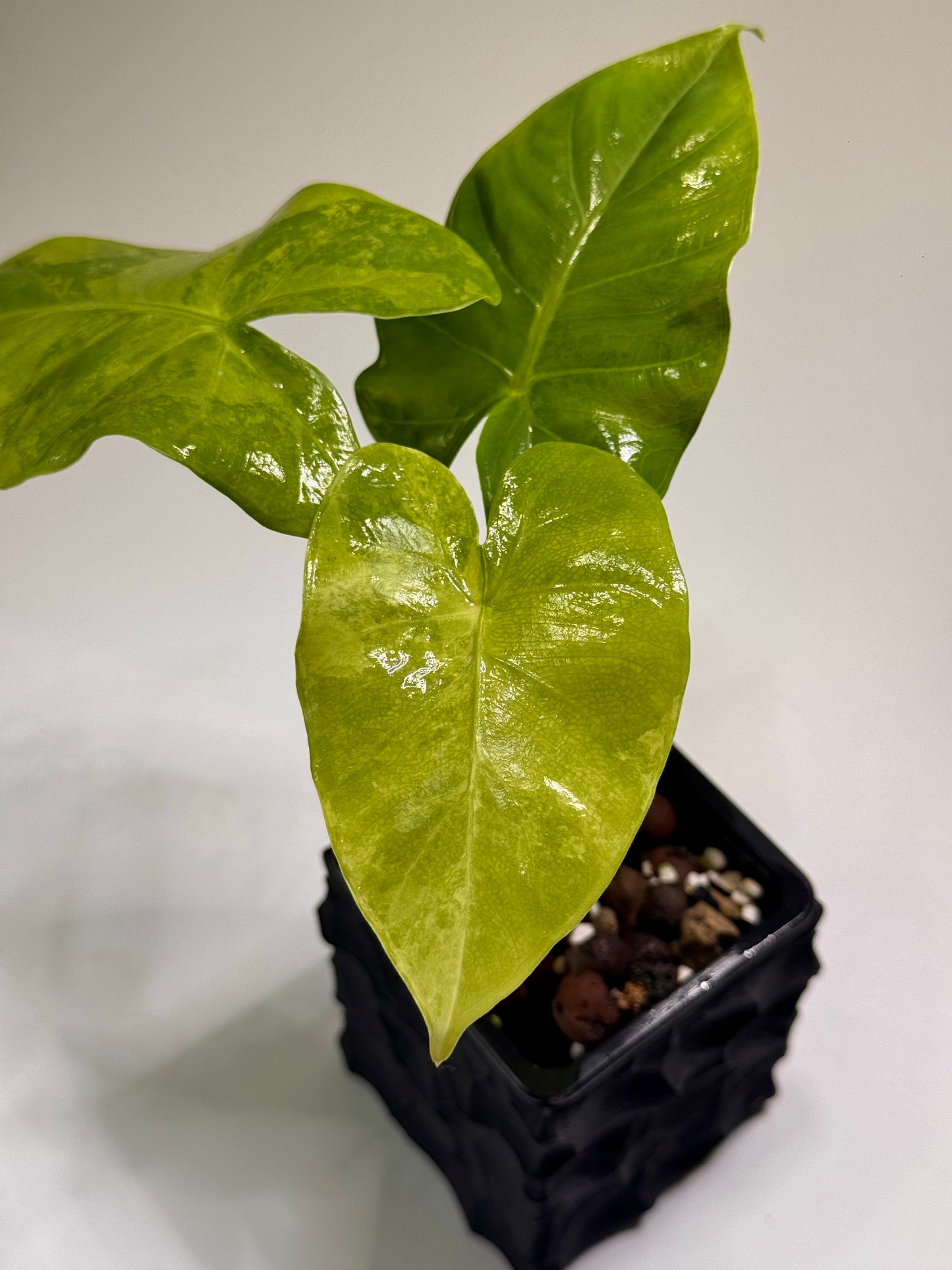 Alocasia Macrorrhizos Aracea Sp. Borneo Aurea