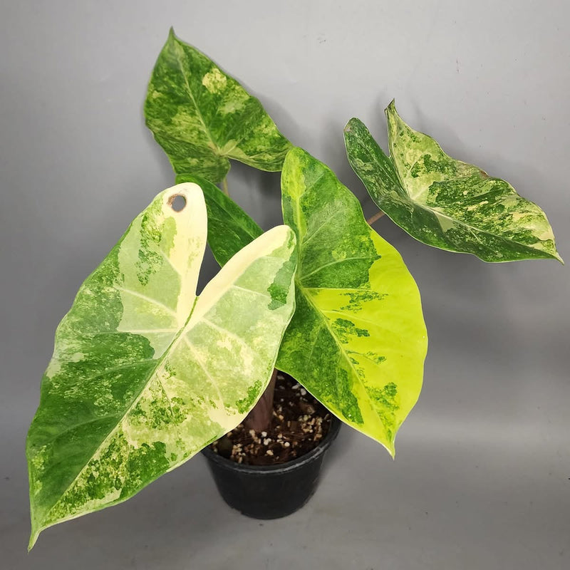 Alocasia Hybrid (Calidora x Pink Dragon) - Pre-order