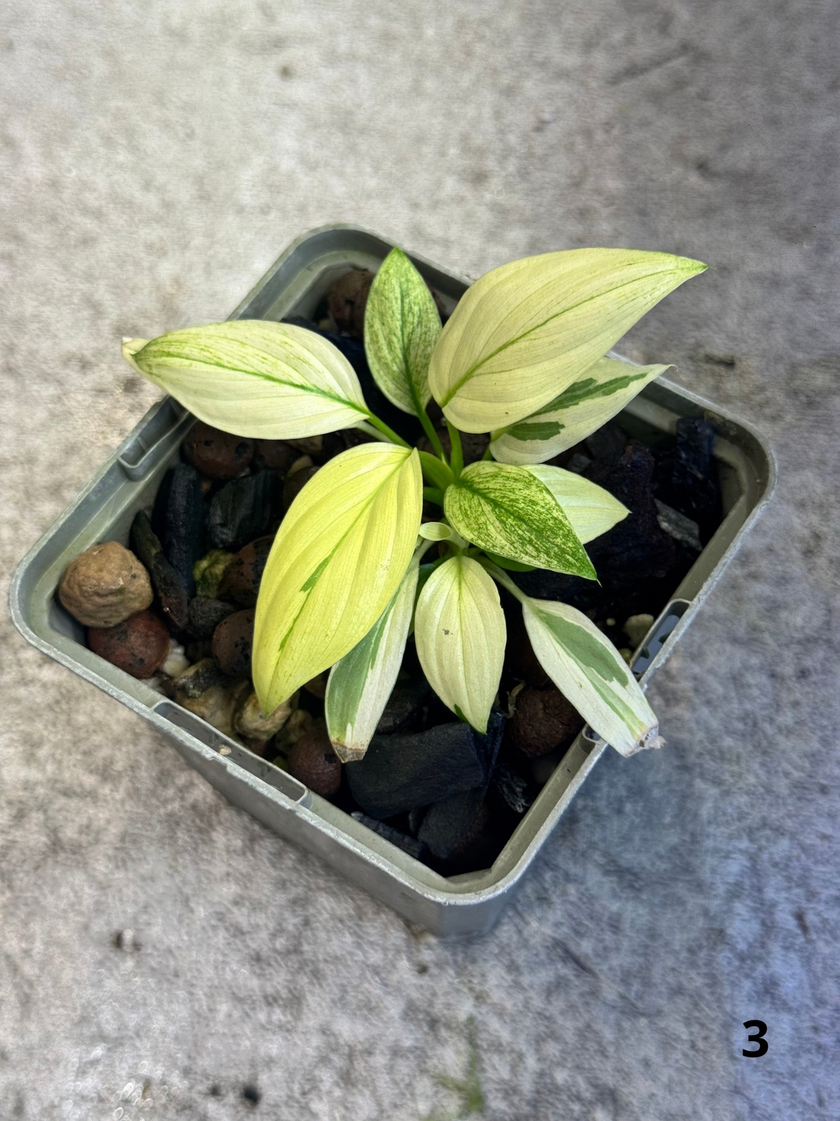 Homalomena Full Mint