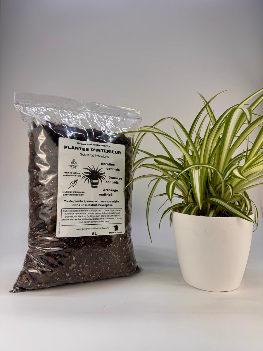 Substrat Plantes d’Intérieur Professionnel
