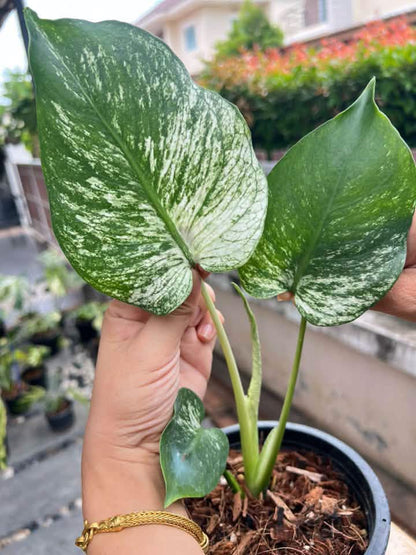 Monstera Devil Monster