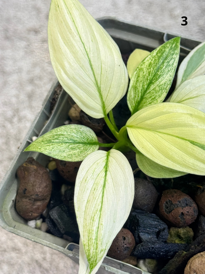 Homalomena Full Mint