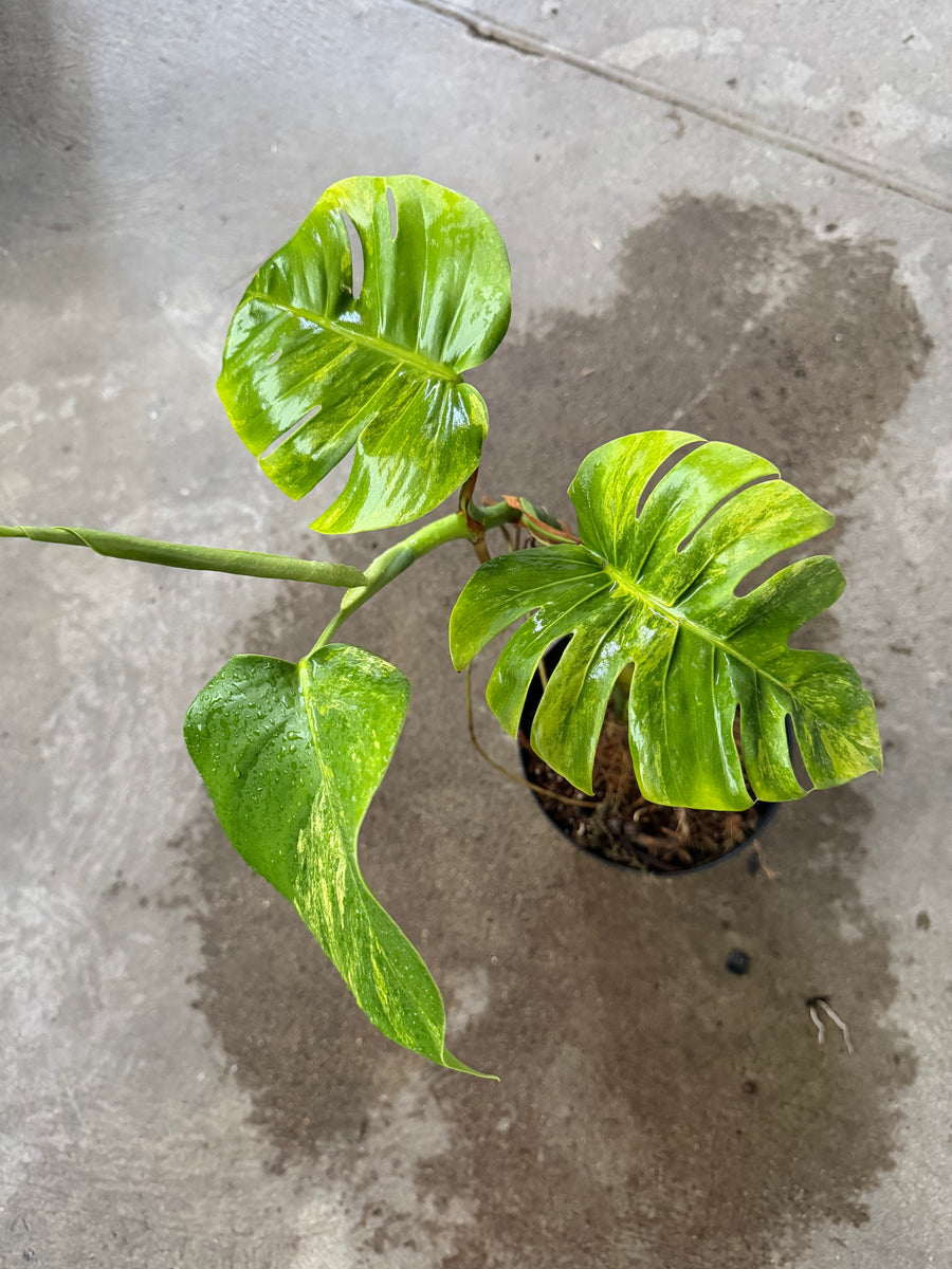 Monstera Borsigiana Aurea Variegata