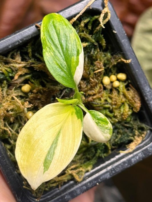 Custom Cut - Homalomena Section + Azlanii Pink/Mint Bulb