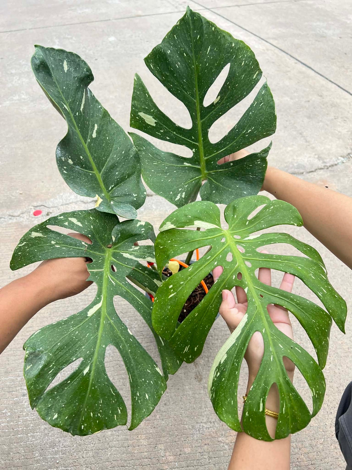 Monstera Fishbone