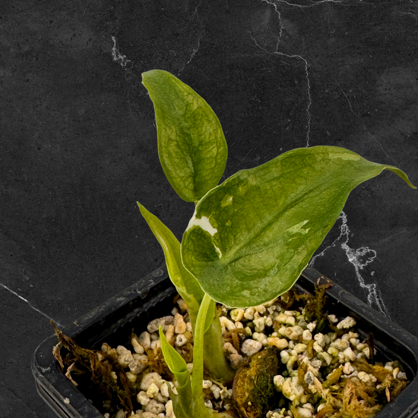 Alocasia Cuculatta « Wagyu » Albo Variegata