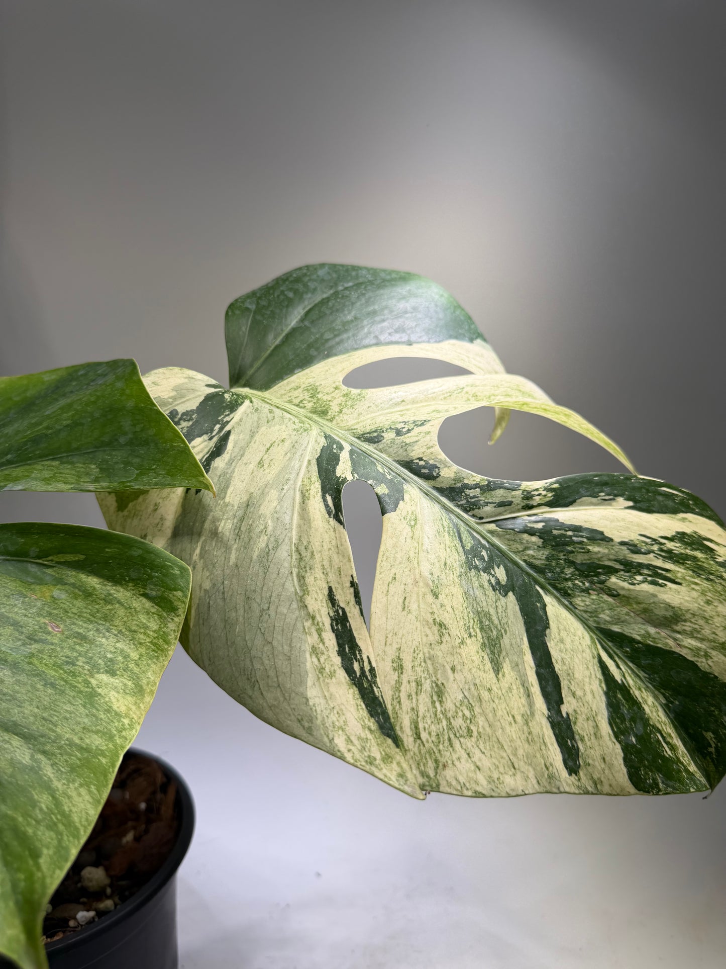 Monstera Jungle Mint