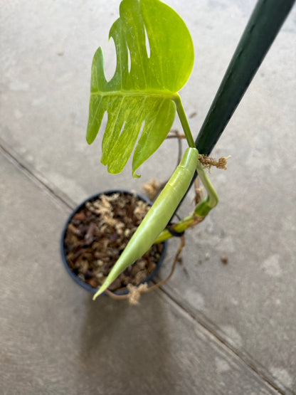 Monstera Borsigiana Aurea Variegata