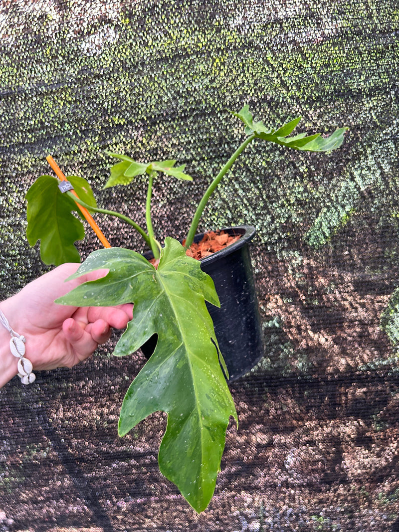 Philodendron Radiatum Variegata - Pre-order
