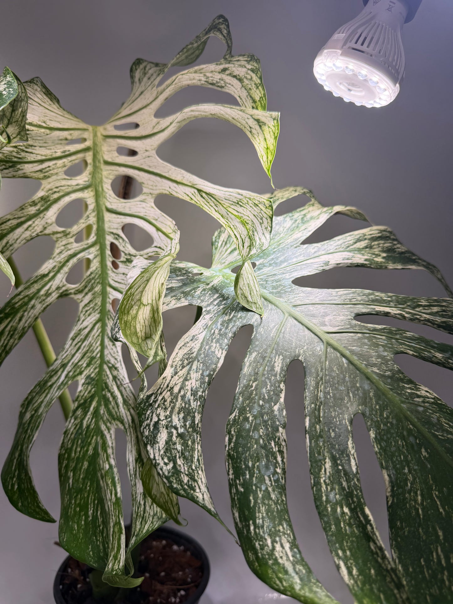 Monstera Devil Monster